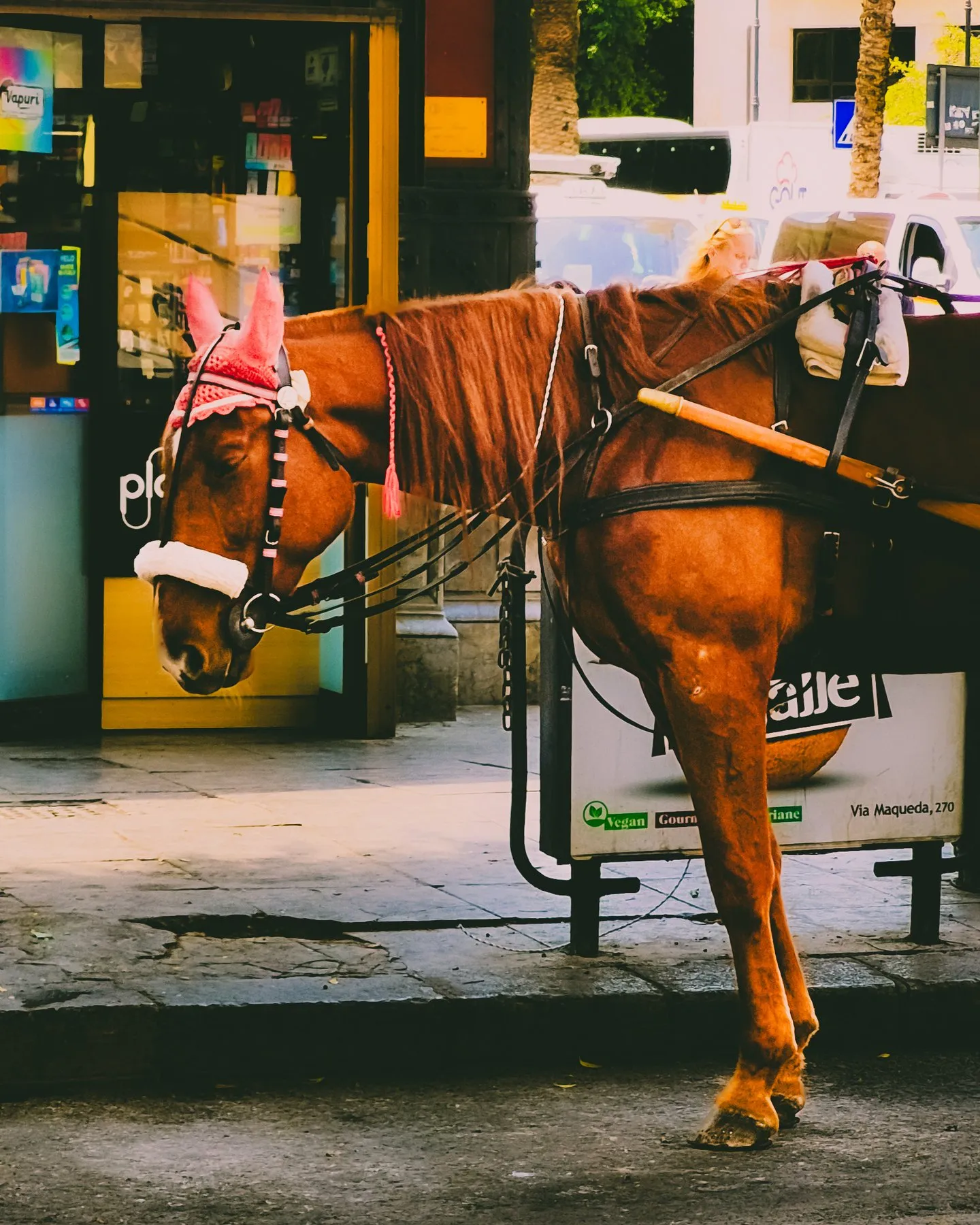 Horse in pink headgear harnessed at the curb of a city street